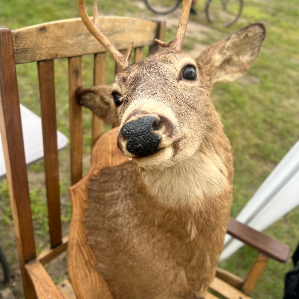 Adirondack Mts Deer Head Mounted